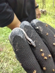 Tantilla melanocephala