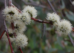 Eucalyptus decipiens