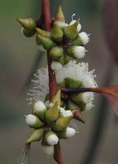 Eucalyptus decipiens