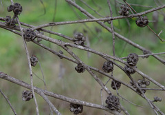 Eucalyptus decipiens