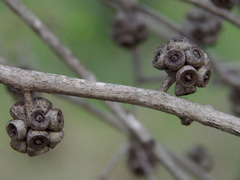 Eucalyptus decipiens