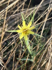 Tragopogon dubius