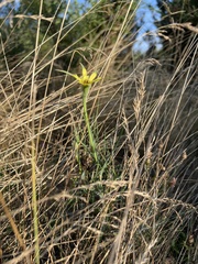 Tragopogon dubius