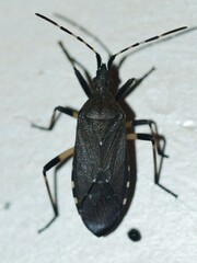Dicranocephalus agilis