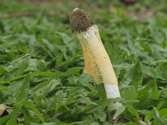 Phallus lutescens