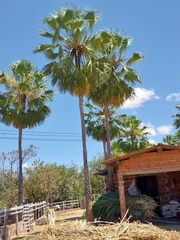 Copernicia prunifera