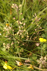 Cochlearia