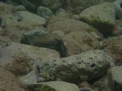 Parablennius sanguinolentus