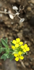 Alyssum montanum