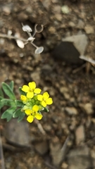 Alyssum montanum