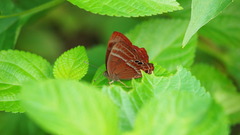 Abisara echerius