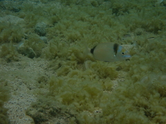 Diplodus vulgaris