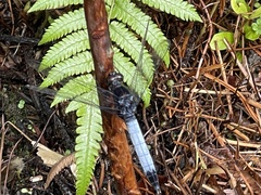 Orthetrum triangulare