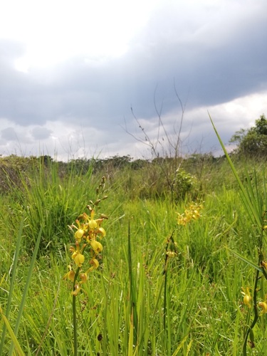 Eulophia angolensis image