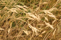 Bromus hordeaceus