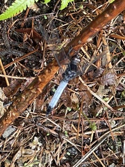 Orthetrum triangulare