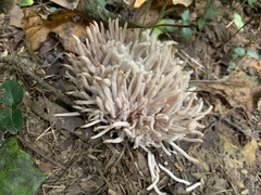 Clavaria fragilis
