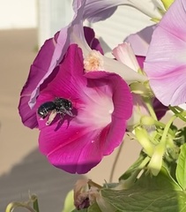 Melissodes bimaculatus