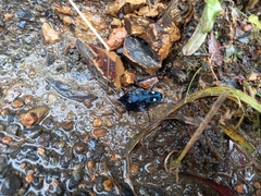 Pseudoxycheila tarsalis