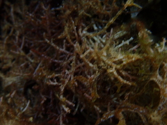 Amphiroa rigida