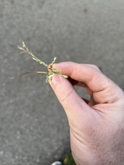 Poa compressa