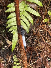 Orthetrum triangulare