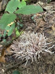 Clavaria fragilis