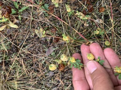 Trifolium aureum