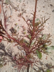 Ursinia