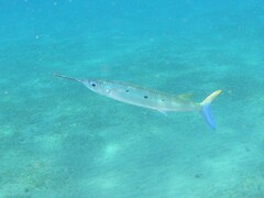 Hemiramphus far