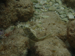 Salaria pavo