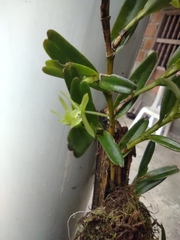 Epidendrum