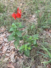 Salvia coccinea
