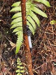 Orthetrum triangulare