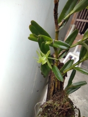 Epidendrum