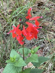 Salvia coccinea