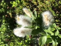 Salix commutata