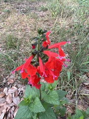 Salvia coccinea