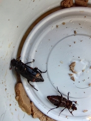 Nicrophorus pustulatus