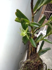 Epidendrum