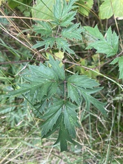Rubus laciniatus