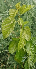 Morus nigra