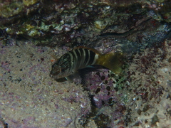 Serranus scriba