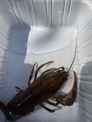 Astacoidea