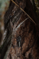 Pseudicius encarpatus