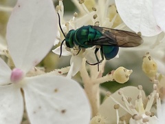 Chrysis ignita