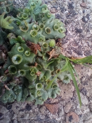 Marchantia polymorpha ruderalis