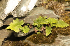 Polypodium vulgare