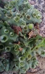 Marchantia polymorpha ruderalis