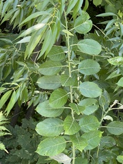 Salix caprea